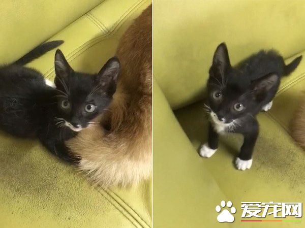 貓界拳王誕生了！愛上對著青蛙玩偶練功夫的萌貓