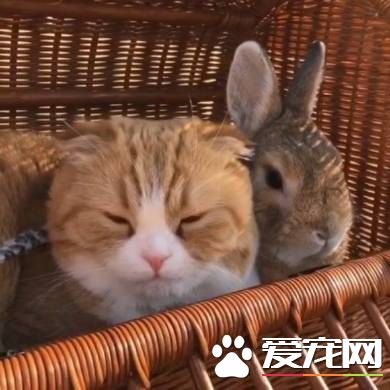 貓兔之友情 貼心貓咪溫柔陪伴兔兔