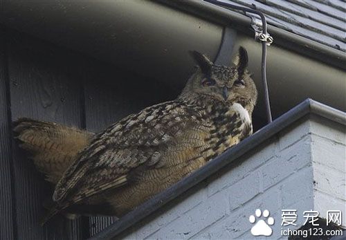 荷蘭驚現晚上襲擊者 兇手竟是<a href=/zhonglei/mao/ target=_blank class=infotextkey>貓</a>頭鷹