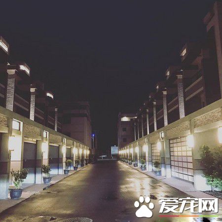 準備洗澡愛犬突然吼叫 浴室玻璃爆裂救主人一命