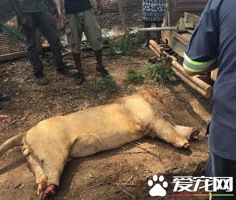 南非爆分獅案 因巫術需要獅子被割去首級和四肢