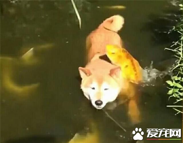 魚：“這狗最大的缺點就是，掉毛”