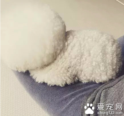 一顆超大的棉花糖！