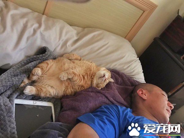 超級貪睡喵星人 睡眠深層到能夠邊睡邊剪指甲