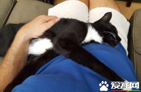 18歲貓奶奶被家人棄養 在收容所幸遇真命貓奴