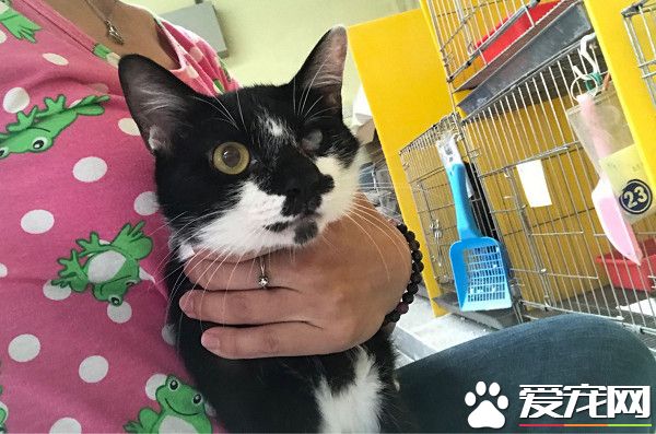 愛蹭討摸的獨眼貓 親人性格成動物之家的迎賓貓