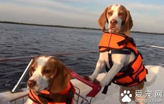 比格犬推購物車載“妹妹”游山玩水 走紅網絡