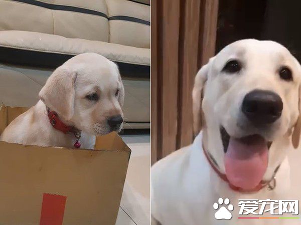 馬麻抱怨妹妹太吵 拉拉狠心拿紙箱打包丟掉