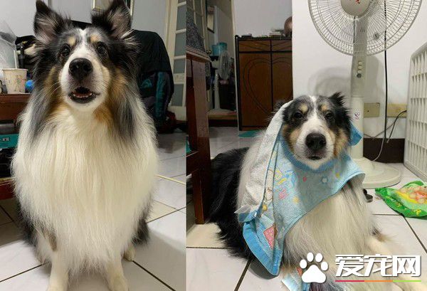 暖汪發現弟弟被罰站 便情義相挺地進去陪伴