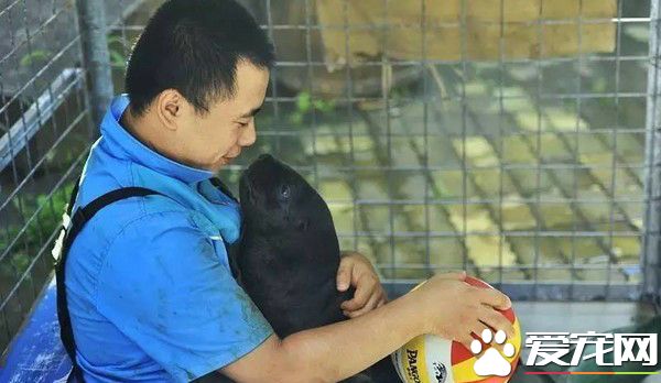 任性海獅媽媽棄子 熱心飼養員當代理媽媽