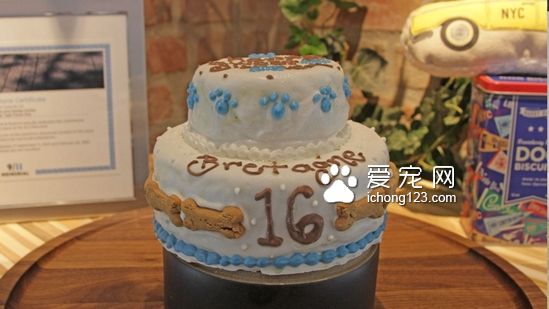 這是最后一只911搜救犬，祝它16歲生日快樂！