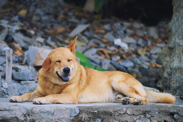 犬恐懼的表現
