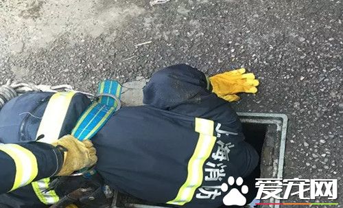 為救卡下水道的小狗 消防3次出動鉆人孔爬糞坑
