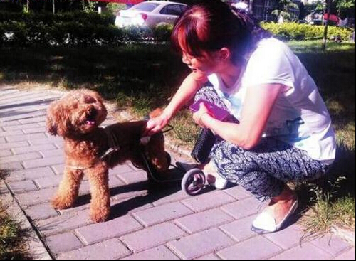 狗主人為愛犬制造輪椅引圍觀群眾一片贊