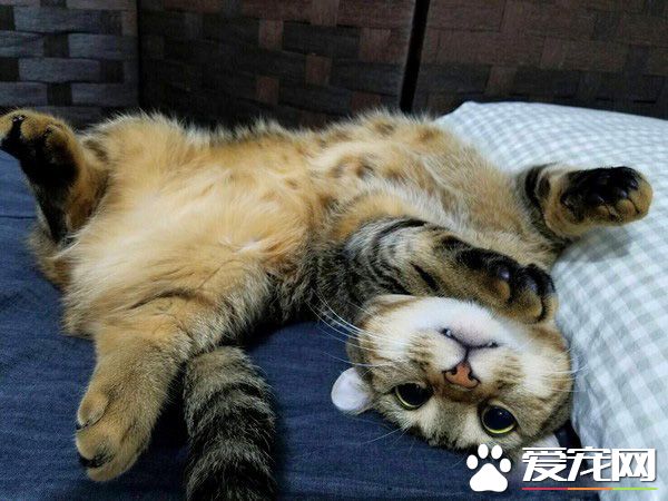 喵星人的超級軟骨功 被領居小孩簡單勾勒出精髓