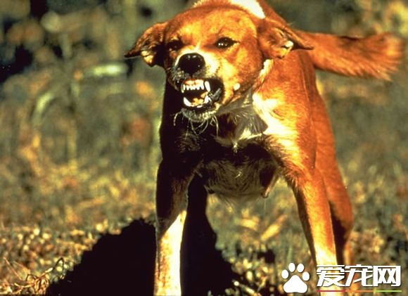 打嗝也可能是狂犬病 中國成狂犬病流行大國