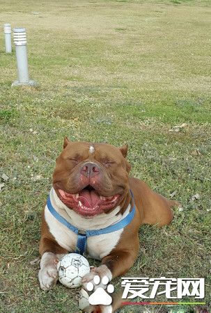 惡霸犬不要抱抱只要球球 逗趣可愛模樣笑翻網友