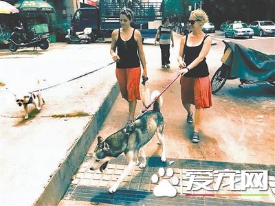 “遛狗”可以上門服務了 一天180元你會選擇嗎