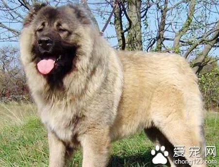 小偷把價值2萬的高加索犬300元賣給狗肉販子
