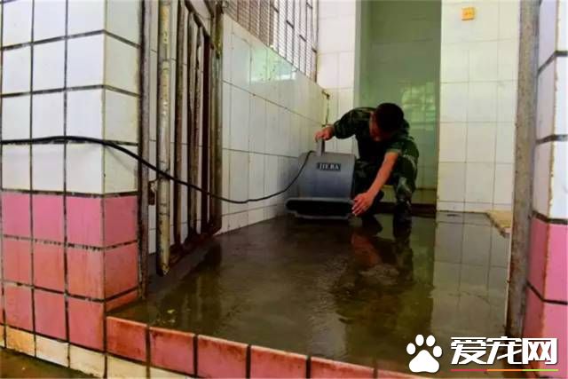 深圳“最萌公務員”不能處對象，也休姨媽假！警犬的私密生活大揭密
