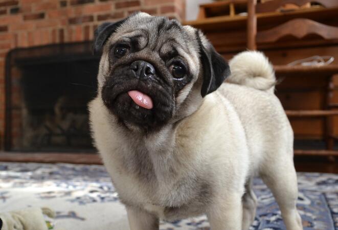 你聽過壞死性腦炎嗎？ 這種病發生在這幾種特定犬種身上