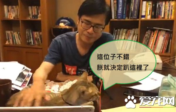 朕也想亮亮相! 愛貓亂入直播超會刷存在感