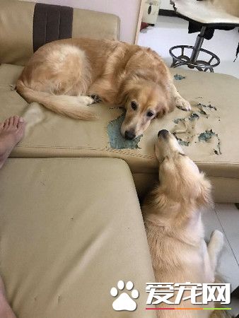 肉搜這個小變態！黃金獵犬被汪妹強行脫衣