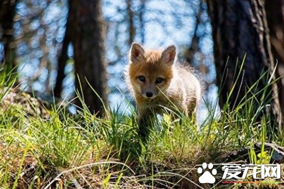 小狐貍差點成為皮毛大衣 幸好有好心人收養