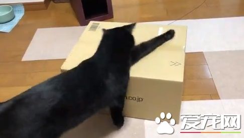 黑貓試圖打開紙箱進去玩 意外被發現是左撇子!