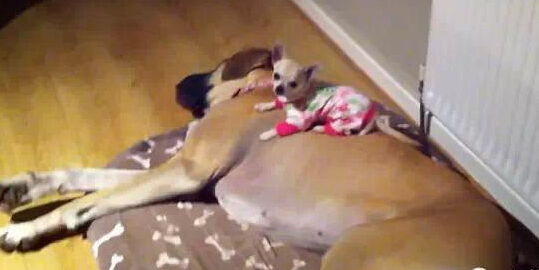 吉娃娃和它的丹麥獵犬軟床 兩只有愛相擁而眠