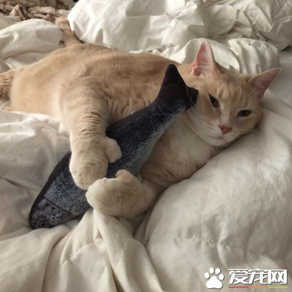 愛貓情侶想收養第三只貓 意外被一只橘喵吉拉吸引