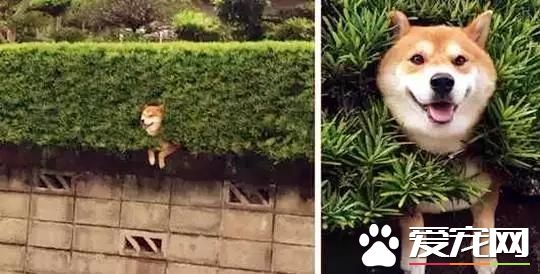 養柴犬的10個理由，99%的人看完都心動了！