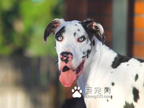 大丹犬也是狗界的表情帝，真是活力無限啊！