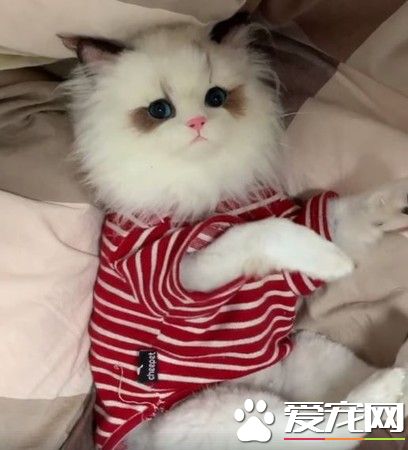 美喵素顏類似畫皮經典經典卸妝畫面 引64萬網友熱議