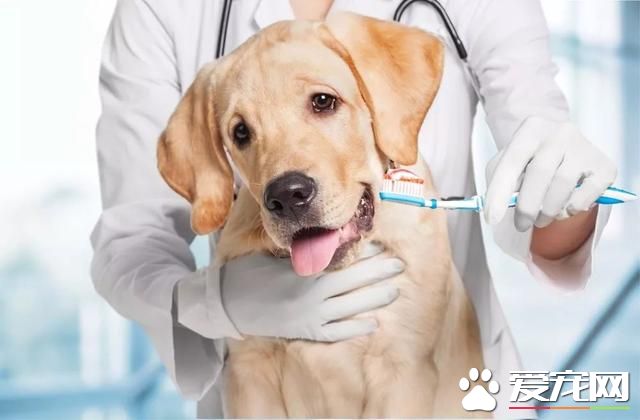 5年不給寵物刷牙會發生什么？