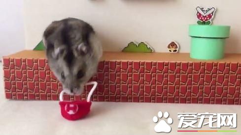 飼主巧手做游戲場 倉鼠化身超級瑪莉