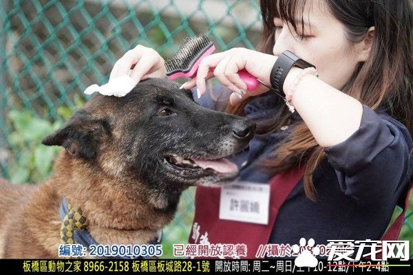 親人狼犬遭棄養在收容所 就算受傷仍然非常愛撒