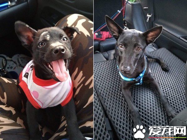 米克斯真的是驚喜包! 小黑狗長大變米奇