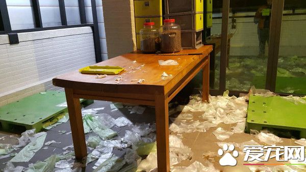 汪將塑膠袋弄滿地 正襟危坐露出愧疚表情認錯