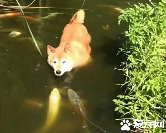 魚：“這狗最大的缺點就是，掉毛”