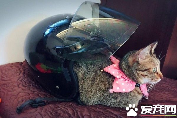 <a href=/zhonglei/mao/ target=_blank class=infotextkey>貓</a>咪屁股感覺冷 竟把安全貓當成蝸牛殼來取暖