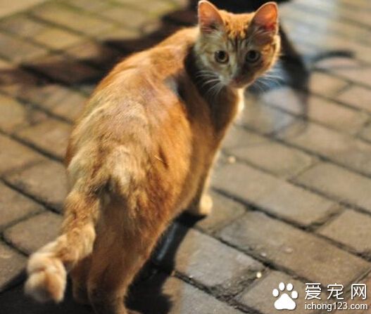 貓咪尾巴形狀到底是不是和地域有關呢？