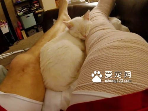 超可愛喵星人寸步不離 照顧腿打石膏的主人