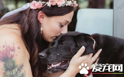 重病的拉布拉多最后振作 只為目睹女主人披上嫁衣