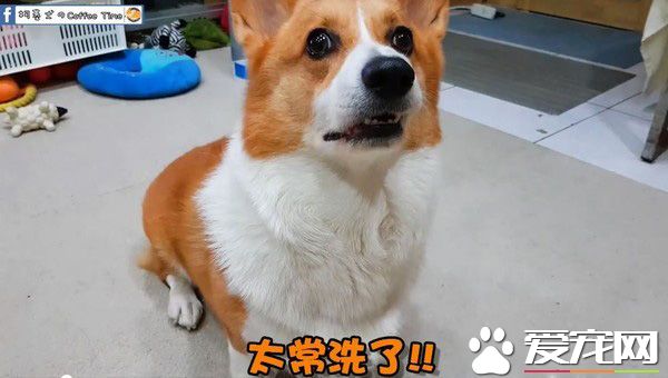 爸爸說要洗澡柯基翻臉大吵 馬麻一出動秒答應