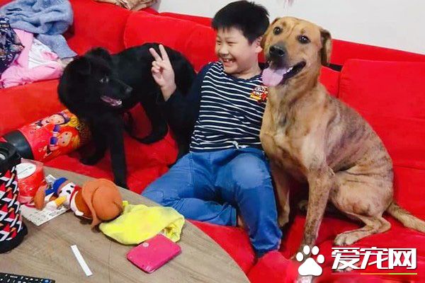 已經抱不動啦！時隔一年弟弟和狗狗長大了