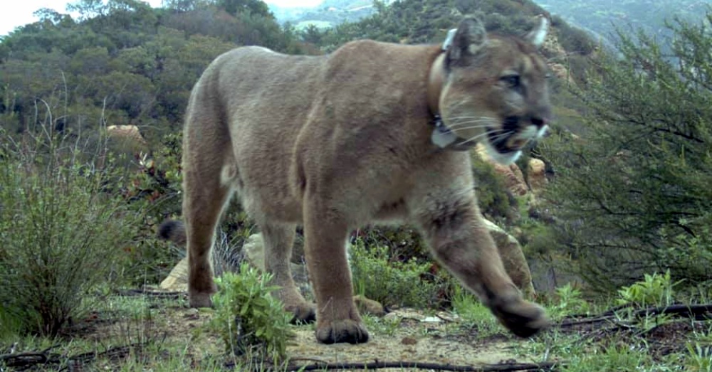 三歲山獅慘遭老鼠藥毒死！ 野生動物科學家警告：山獅可能會滅絕