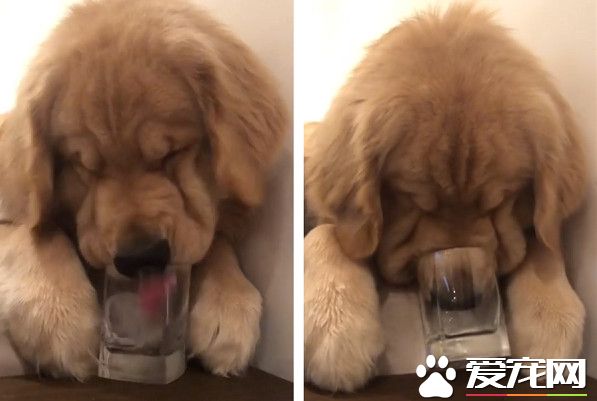 黃金獵犬為享用冰塊 不顧形像把鼻塞杯子里