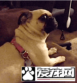 狗是否知道自己是狗？