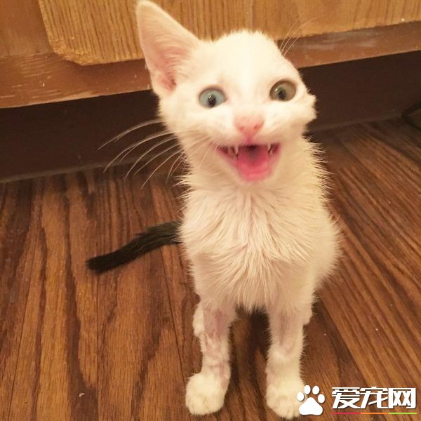 患病小貓耳朵被線絞斷 好心貓奴的照顧下蛻變成美貓